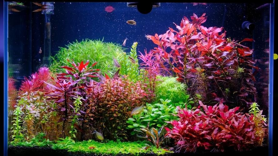 給我一些世界草缸造景大賽獲獎作品的圖片