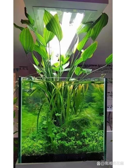 給我一些世界草缸造景大賽獲獎作品的圖片