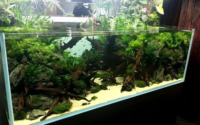 給我一些世界草缸造景大賽獲獎作品的圖片