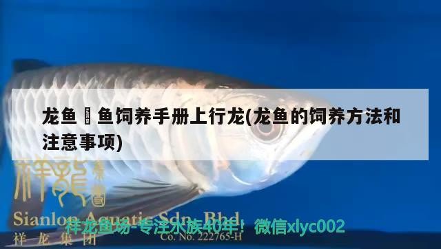 龍魚魟魚飼養手冊上行龍(龍魚的飼養方法和注意事項) 龍魚魟魚飼養手冊上行龍(龍魚的飼養方法和注意事項) 魚缸百科