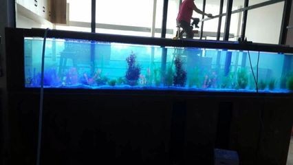 魚缸定制費用受多種因素影響，魚缸定制費用受多種影響：定制一個魚缸的價格范圍和實例