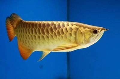 龍魚世家網(wǎng)站（龍魚世家官方網(wǎng)站提供了豐富的水族產(chǎn)品和服務(wù)和服務(wù)）