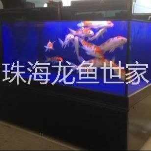 龍魚世家網(wǎng)站（龍魚世家官方網(wǎng)站提供了豐富的水族產(chǎn)品和服務(wù)和服務(wù)）