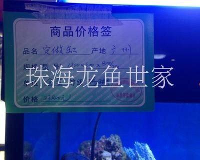 龍魚世家網(wǎng)站（龍魚世家官方網(wǎng)站提供了豐富的水族產(chǎn)品和服務(wù)和服務(wù)）