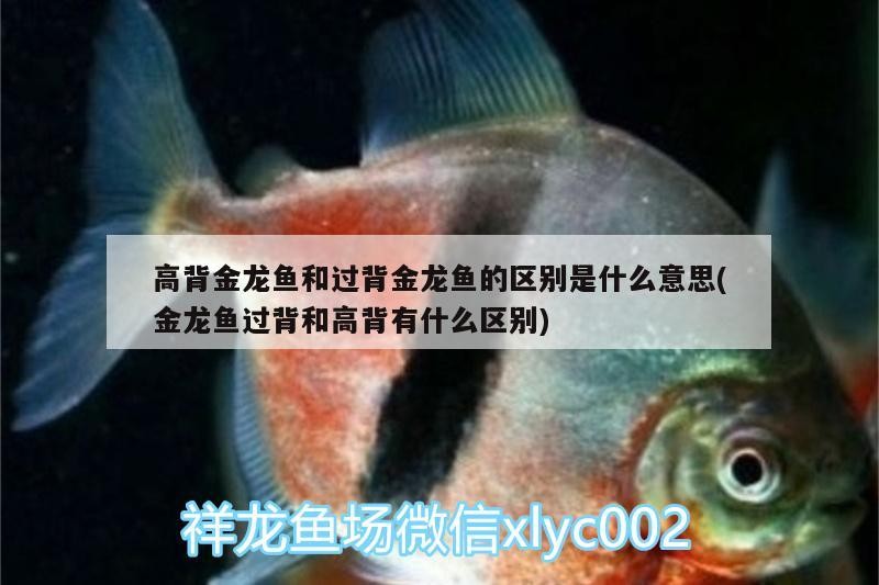 銀龍魚(yú)身上潰爛怎么辦圖片視頻（銀龍魚(yú)身上潰爛怎么辦圖片視頻教程）