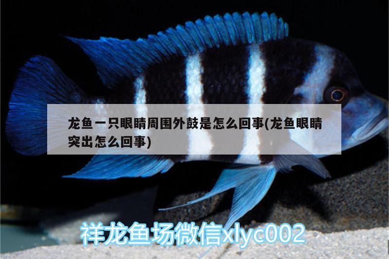 銀龍魚(yú)身上潰爛怎么辦圖片視頻（銀龍魚(yú)身上潰爛怎么辦圖片視頻教程）