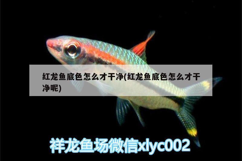 銀龍魚(yú)身上潰爛怎么辦圖片視頻（銀龍魚(yú)身上潰爛怎么辦圖片視頻教程）