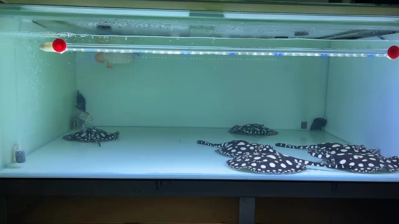 黑白系