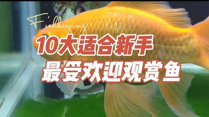 魚缸過濾 品牌（如何選擇魚缸過濾器）
