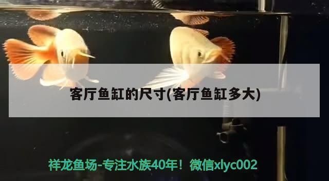 客廳魚缸什么樣的好：客廳魚缸擺放位置、尺寸及材質選擇是影響家居風水和美觀的重要因素