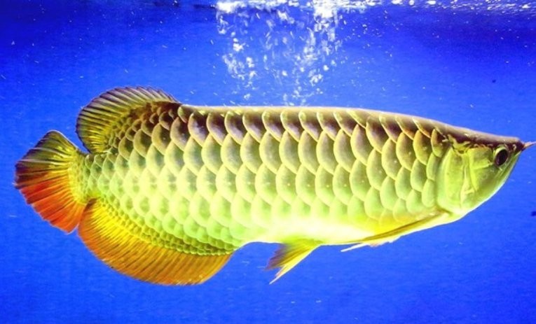 賽級金龍魚有哪些品種？