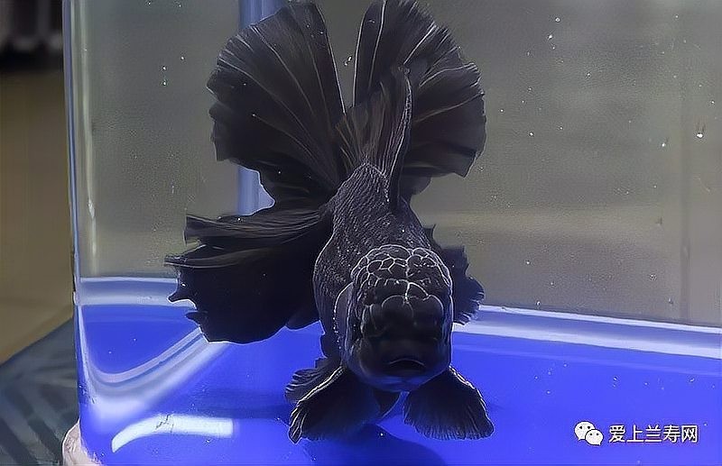 有哪些金魚品種參加了比賽？