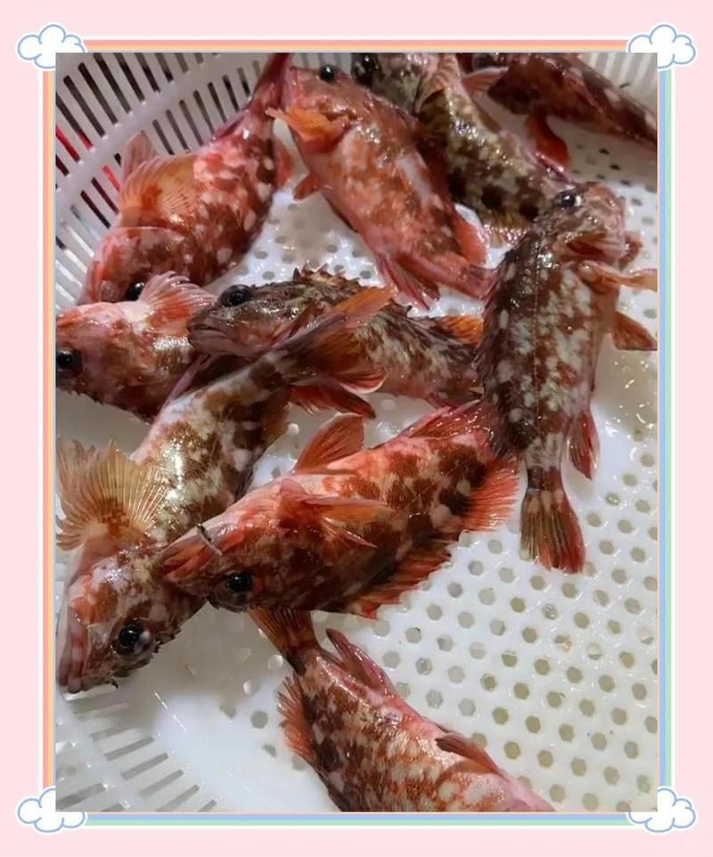 紅老虎魚是毒魚還是好魚