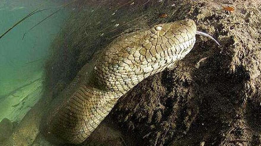 魚化龍與蛇化龍有何區別？