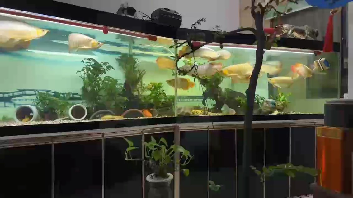 開始每天增加4小時(shí)光照。