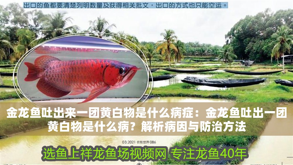 金龍魚吐出來一團黃白物是什么病癥：金龍魚吐出一團黃白物是什么??？解析病因與防治方法