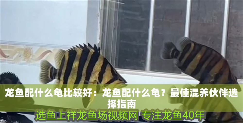 龍魚配什么龜比較好：龍魚配什么龜？最佳混養(yǎng)伙伴選擇指南