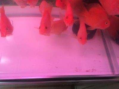 魚缸底濾魚缸和魚馬桶的區別：底濾魚缸和魚馬桶的作用