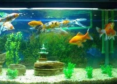 魚缸擺在什么位置風(fēng)水最好（如何判斷住宅的兇方位置）