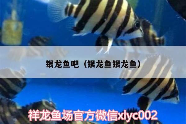 銀龍魚吧（銀龍魚銀龍魚）