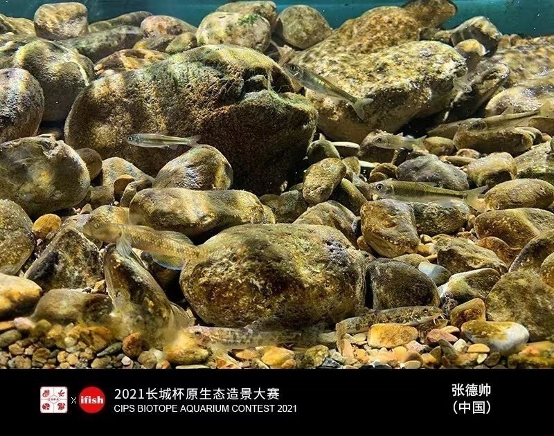 長城杯觀賞魚比賽2021獲獎情況