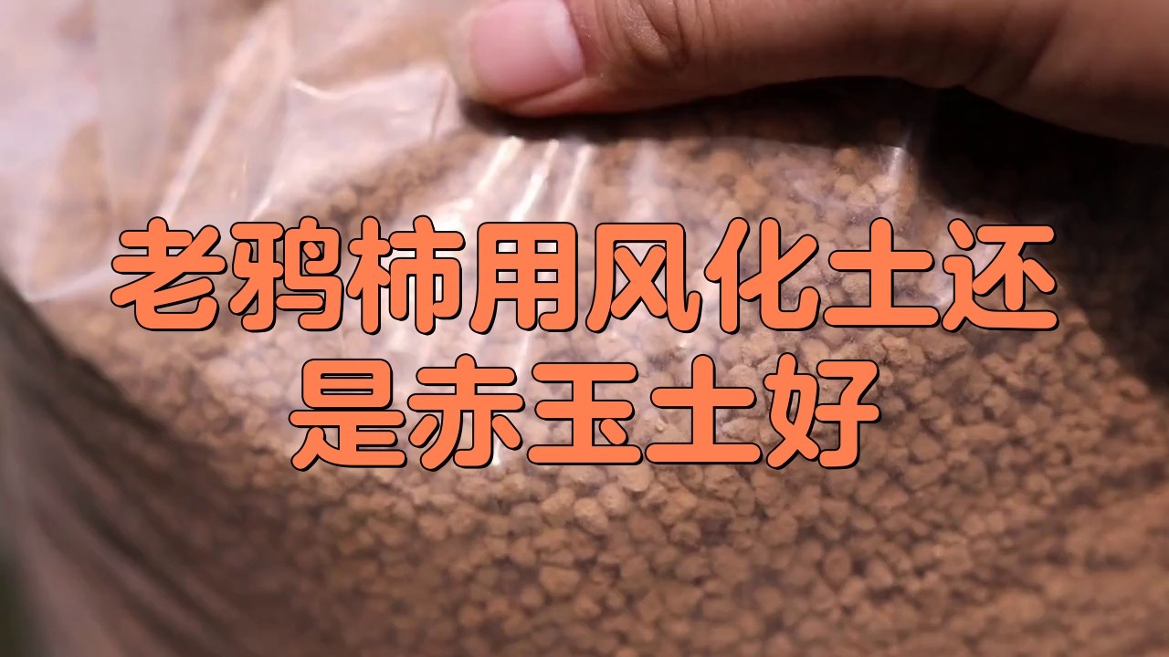 風化土和赤玉土哪個好