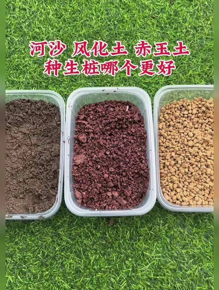 風化土和赤玉土哪個好