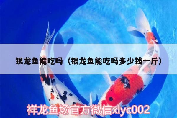 銀龍魚能吃嗎（銀龍魚能吃嗎多少錢一斤）