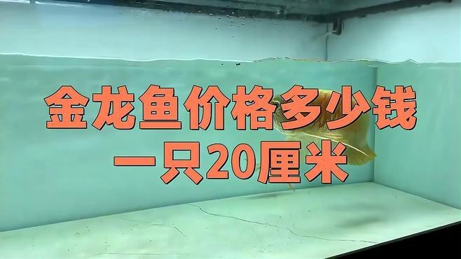 過背金龍魚和金頭金龍魚的價格差異大嗎？