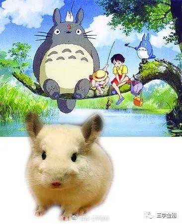 龍貓是招財還是辟邪