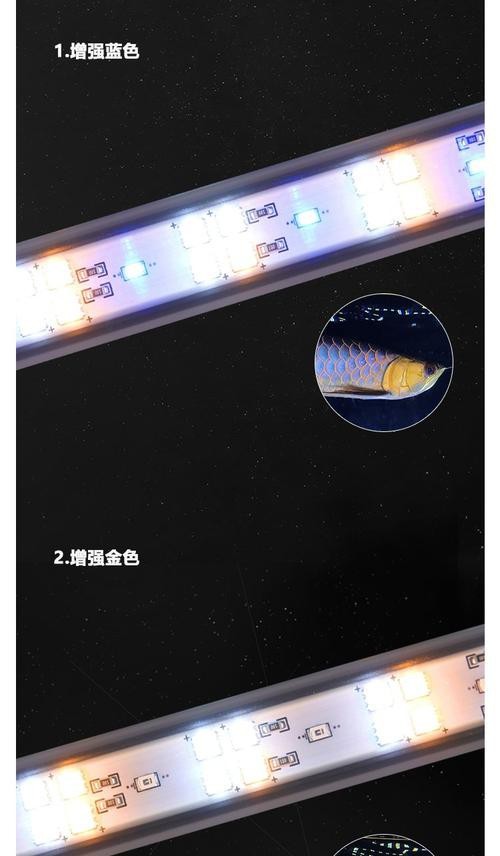 藍(lán)底龍魚用什么顏色的燈好看圖片大全