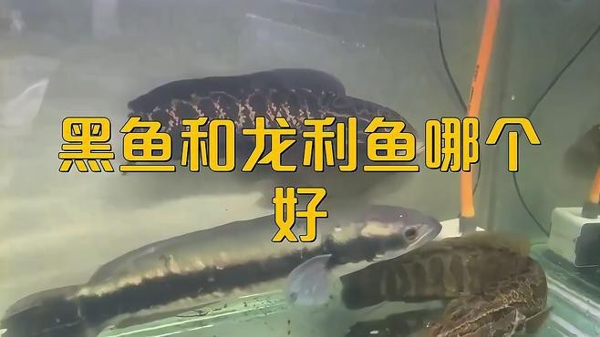 龍魚和黑魚哪個更健康 龍魚和黑魚哪個更健康 龍魚論壇 第4張