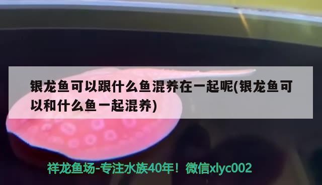 銀龍魚可以跟什么魚混養在一起呢(銀龍魚可以和什么魚一起混養)