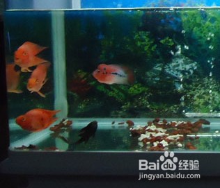 藁城區艷嬌水族館（藁城區艷嬌水族館電話）