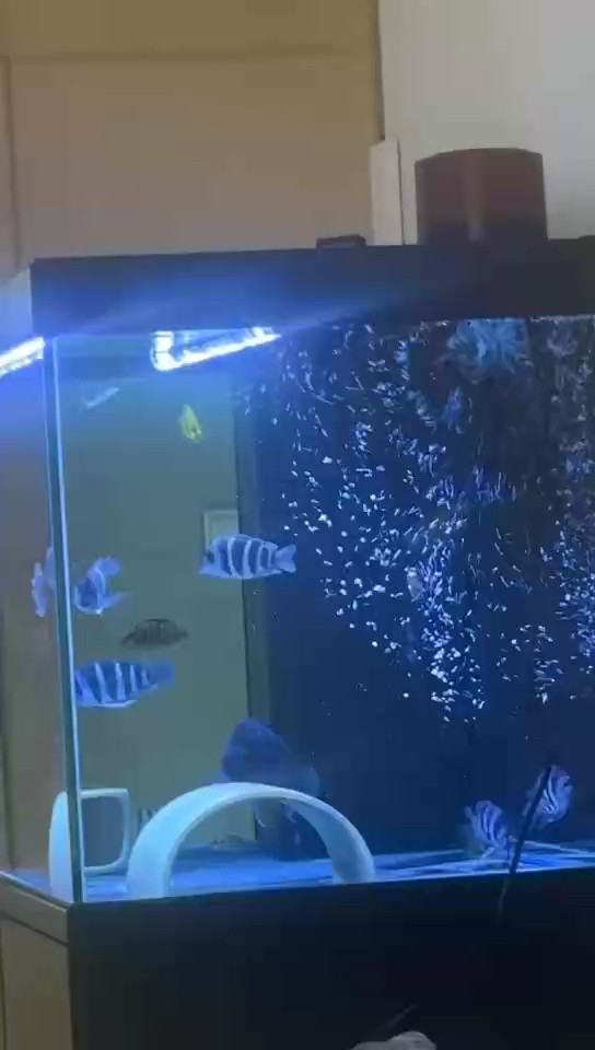 需要面具虎。有嗎 需要面具虎。有嗎 龍魚論壇