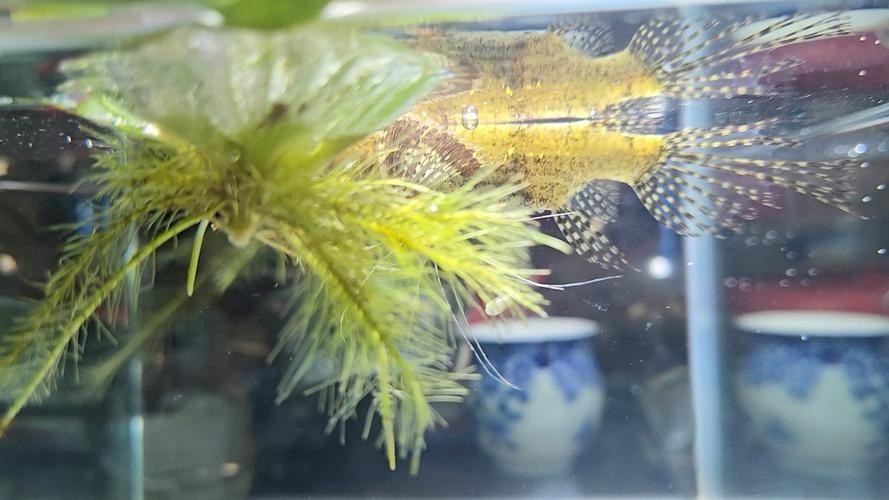 如何下載和使用龍魚二手物品交易平臺? 2025長城杯龍魚大賽 第4張 如何下載和使用龍魚二手物品交易平臺? 如何下載和使用龍魚二手物品交易平臺? 2025長城杯龍魚大賽 第4張