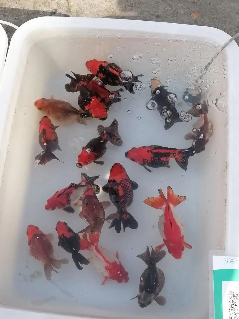 寧波哪里有賣觀賞魚？