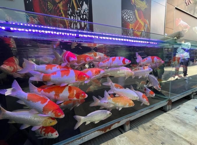 寧波哪里有賣觀賞魚？