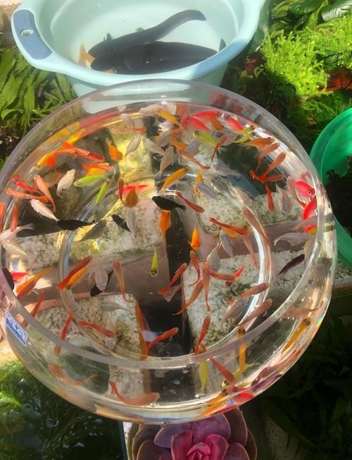 寧波哪里有賣觀賞魚？