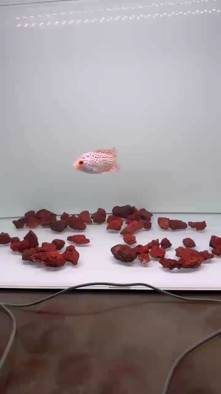 起頭座了