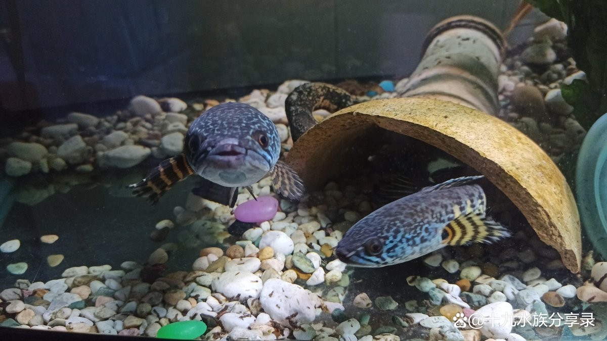 黃金眼鏡蛇雷龍可以和龍魚混養(yǎng)嗎