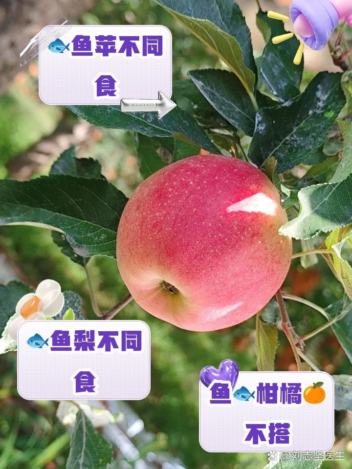 2025龍魚最忌三種水果 2025長城杯龍魚大賽 第3張 2025龍魚最忌三種水果 2025龍魚最忌三種水果 2025長城杯龍魚大賽 第3張