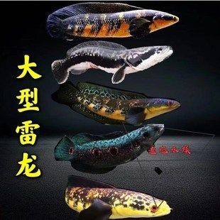 銀龍魚不吃食會(huì)死嗎，銀龍魚不吃食怎么辦？ 銀龍魚不吃食會(huì)死嗎，銀龍魚不吃食怎么辦？ 龍魚百科 第1張