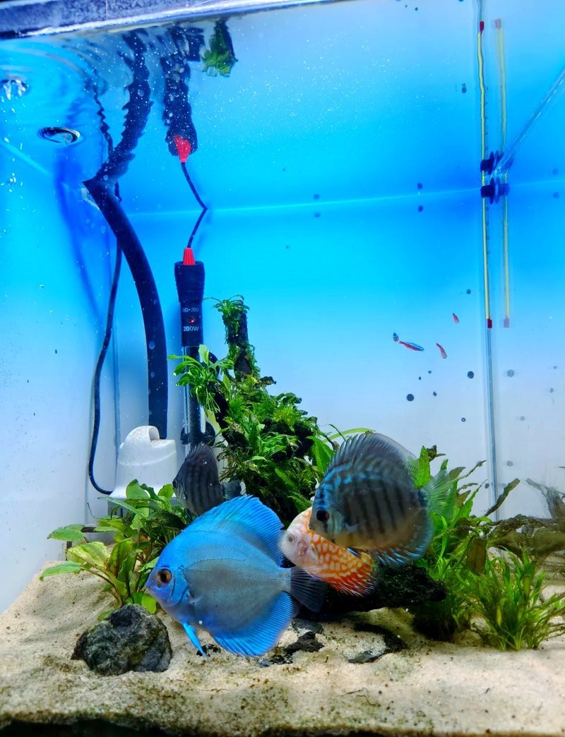 德彩七彩神仙魚(yú)