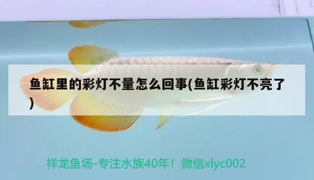 飛鳳龍魚混養怎么樣才能活(銀龍魚和飛鳳混養嗎) 銀龍魚百科 第2張 飛鳳龍魚混養怎么樣才能活(銀龍魚和飛鳳混養嗎) 飛鳳龍魚混養怎么樣才能活(銀龍魚和飛鳳混養嗎) 銀龍魚百科 第2張