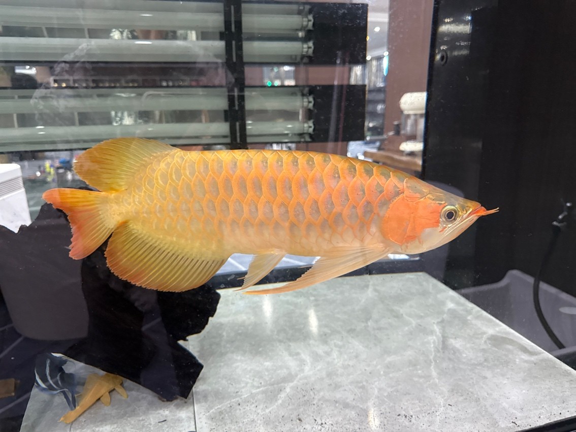 毒椒，下缸第一天2025.8.17 毒椒，下缸第一天2025.8.17 龍魚論壇 第1張