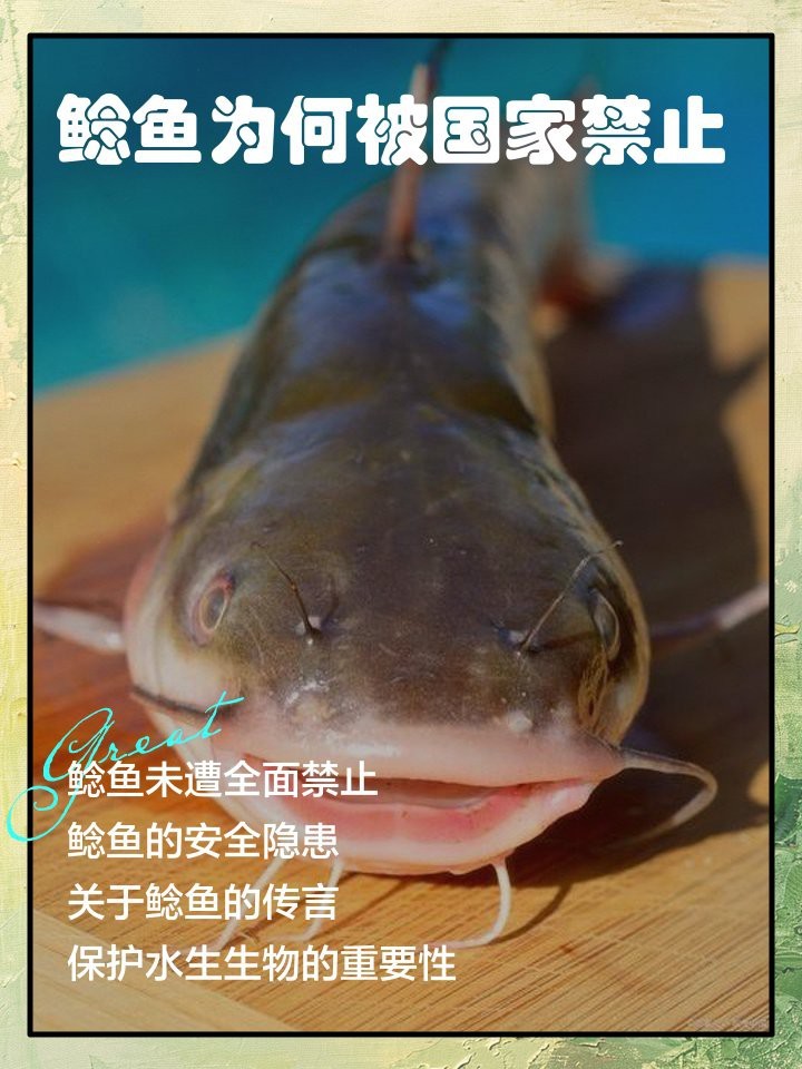 鯰魚為何被國家禁止