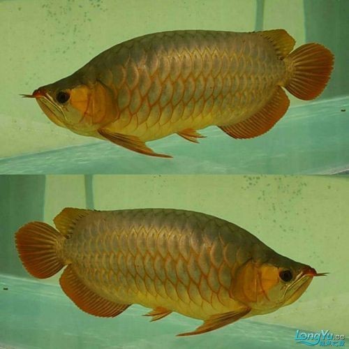 金龍魚福龍圖片高清圖庫(kù)