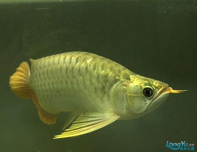金龍魚福龍圖片高清圖庫(kù)