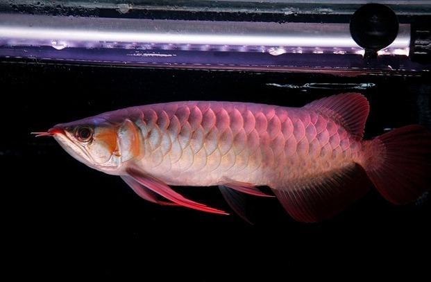 頂級(jí)紅龍魚(yú)有哪些稀有品種